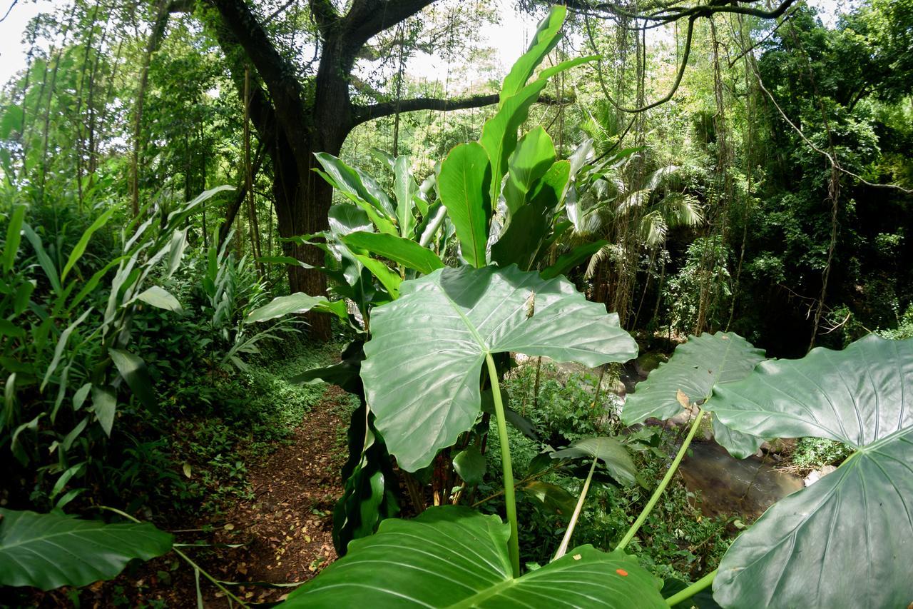 Villa Martinique Treehouse Canton Suisse Esterno foto